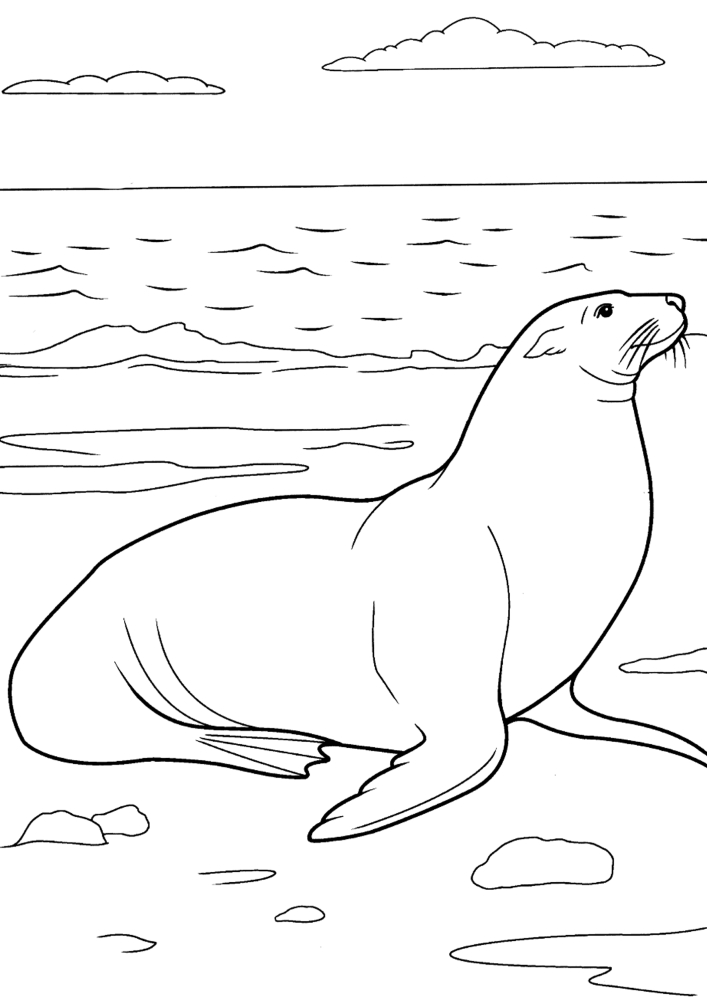 Тюлень вышел на берег